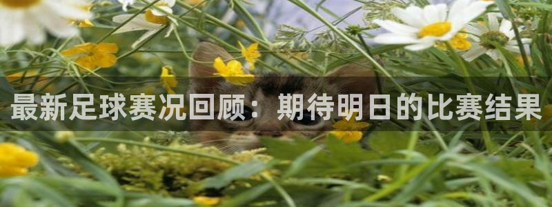  最新足球赛况回顾：期待明日的比赛结果